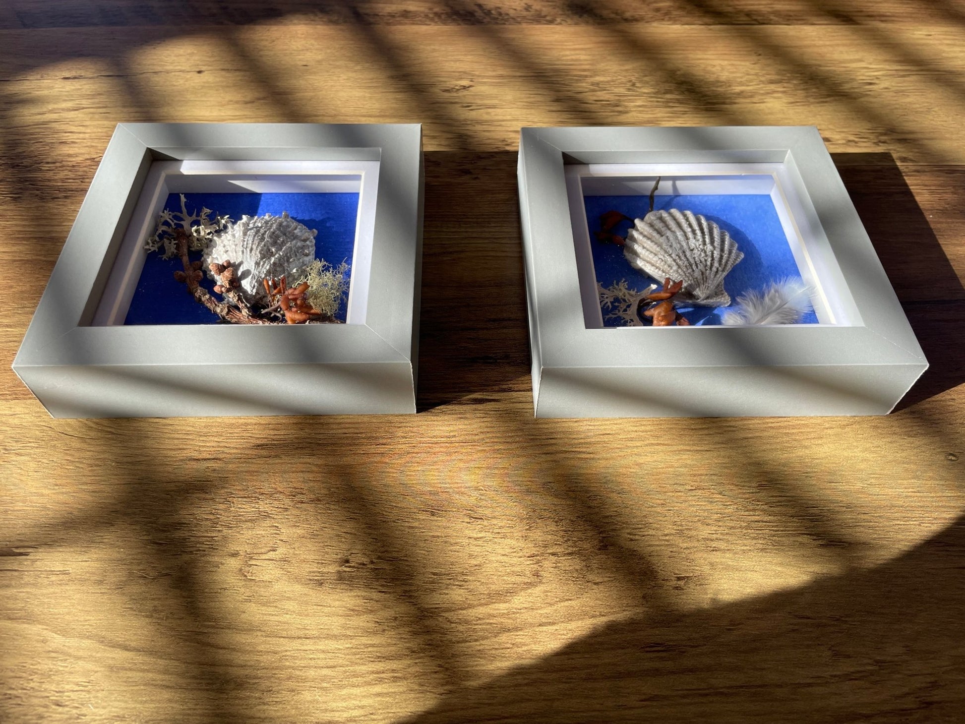 Sea Shells Still Natures — Framed Coastal Art - Visual Artwork - Eclectic Blue Studio