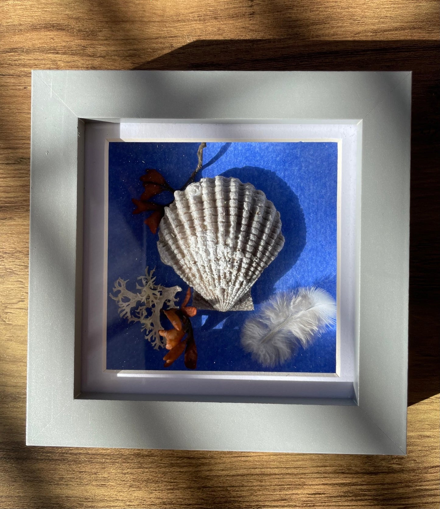 Sea Shells Still Natures — Framed Coastal Art - Visual Artwork - Eclectic Blue Studio
