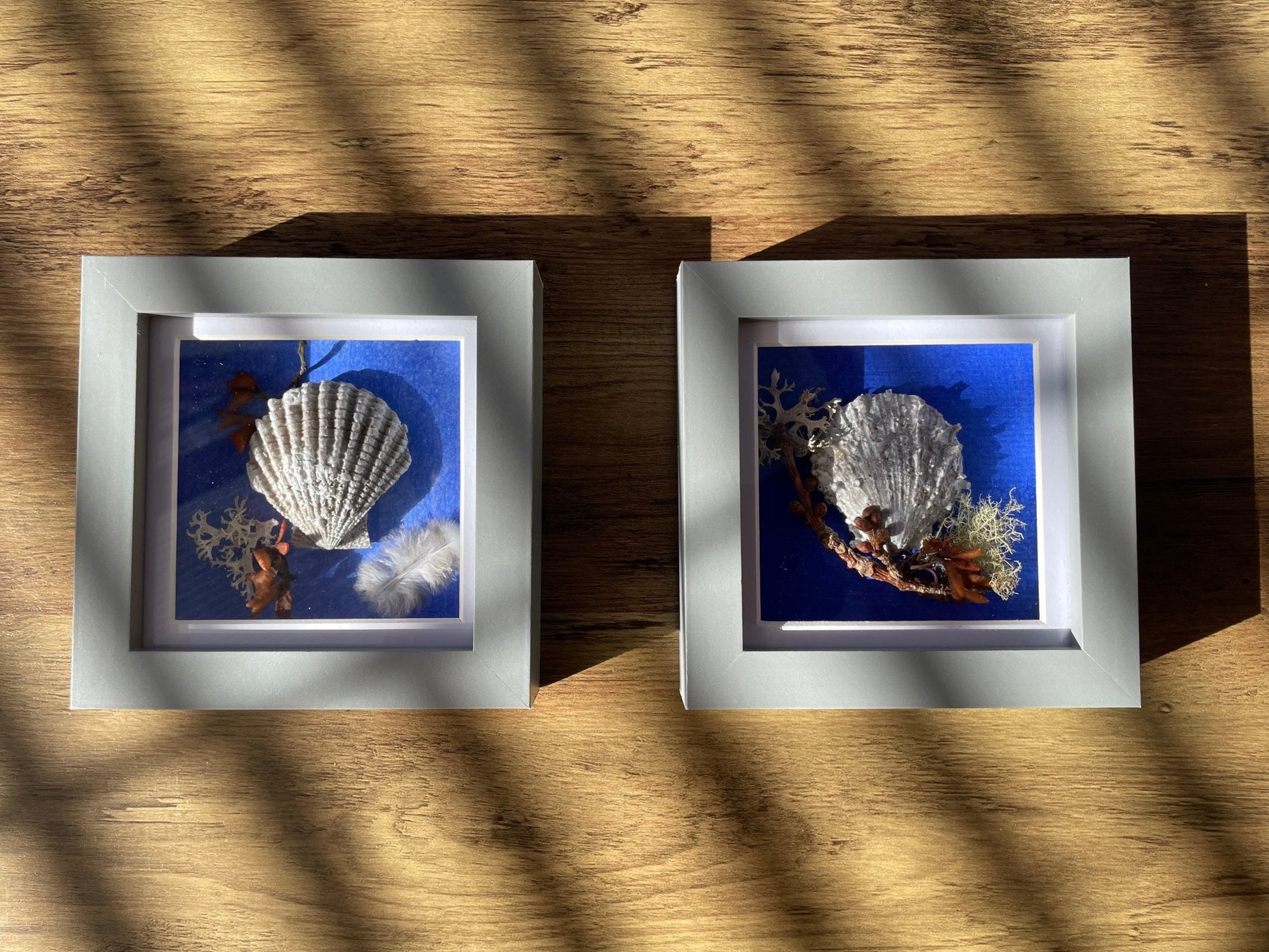 Sea Shells Still Natures — Framed Coastal Art - Visual Artwork - Eclectic Blue Studio