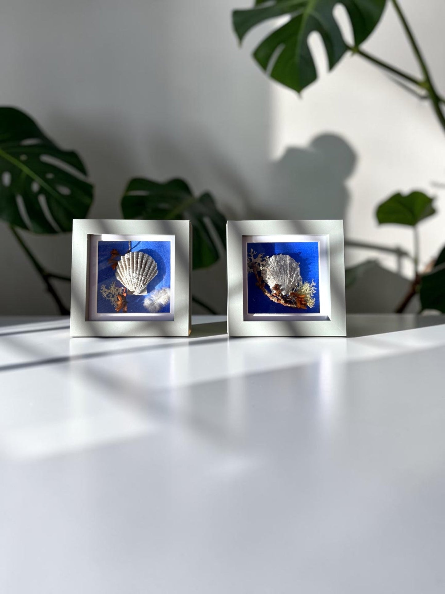 Sea Shells Still Natures — Framed Coastal Art - Visual Artwork - Eclectic Blue Studio