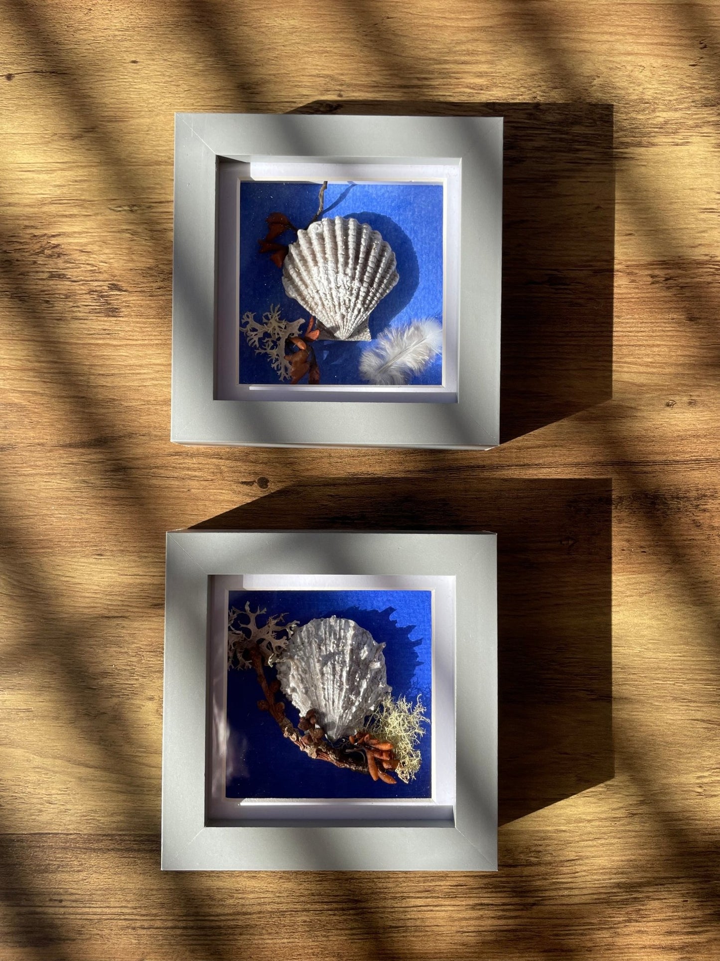 Sea Shells cast Still Natures by Eclectic Blue Studio on partially sunlit on a wooden surface