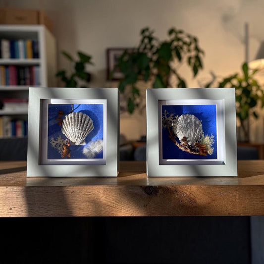 Two framed decorative Sea Shells Still Natures on a wooden surface, blurred indoor background