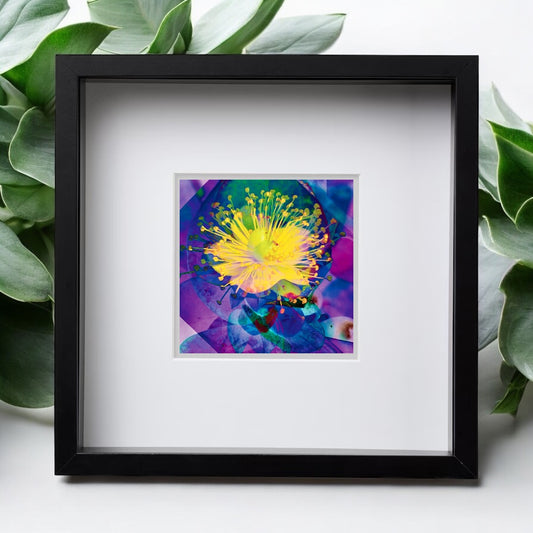 Mandarin Scent Square Framed Print, from A Collection of Flowers