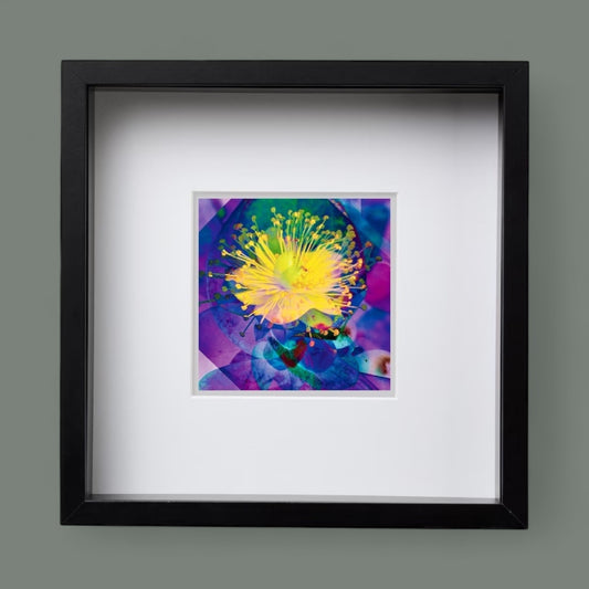 Mandarin Scent Square Framed Print, from A Collection of Flowers