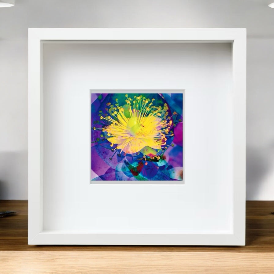 A Collection of Flowers, Set of Six Square Framed Prints