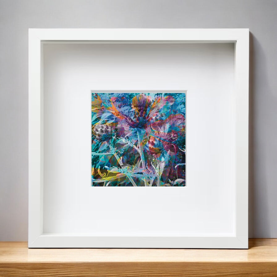 Flower of Scotland, Framed Print  from A Collection of Flowers