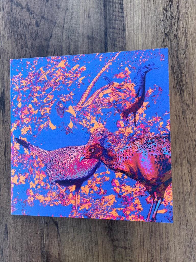 'Cock Pheasant and Three Hens', Square Greetings Card
